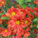 娘から避けられ、実母とは疎遠。世代間連鎖が原因？