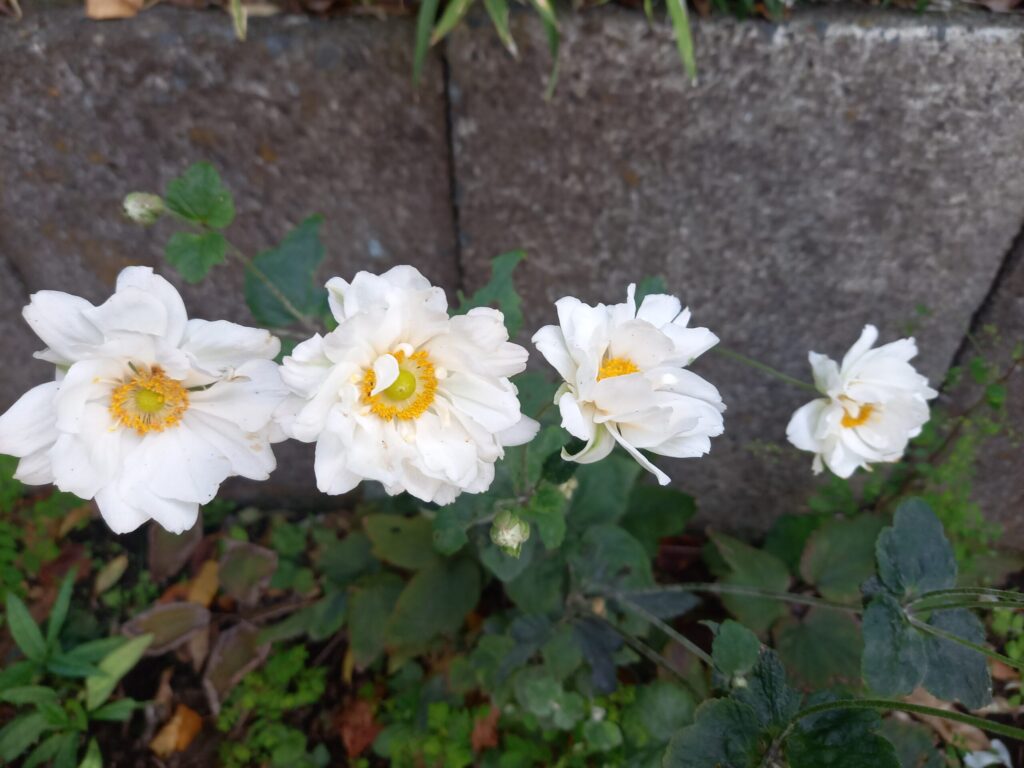 新しいプログラムを作りました