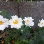 新しいプログラムを作りました