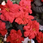 New！「自分の性格傾向（女性に特化）を知るレッスン」