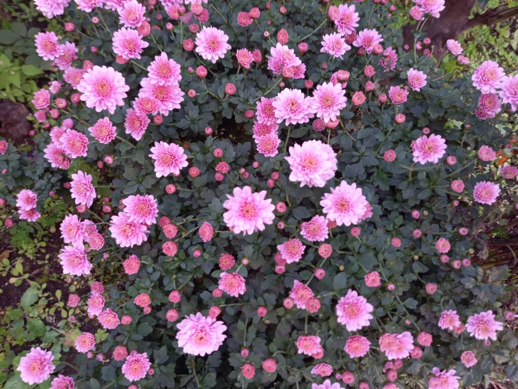 長男教の母、帰省したくない娘