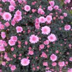 長男教の母、帰省したくない娘