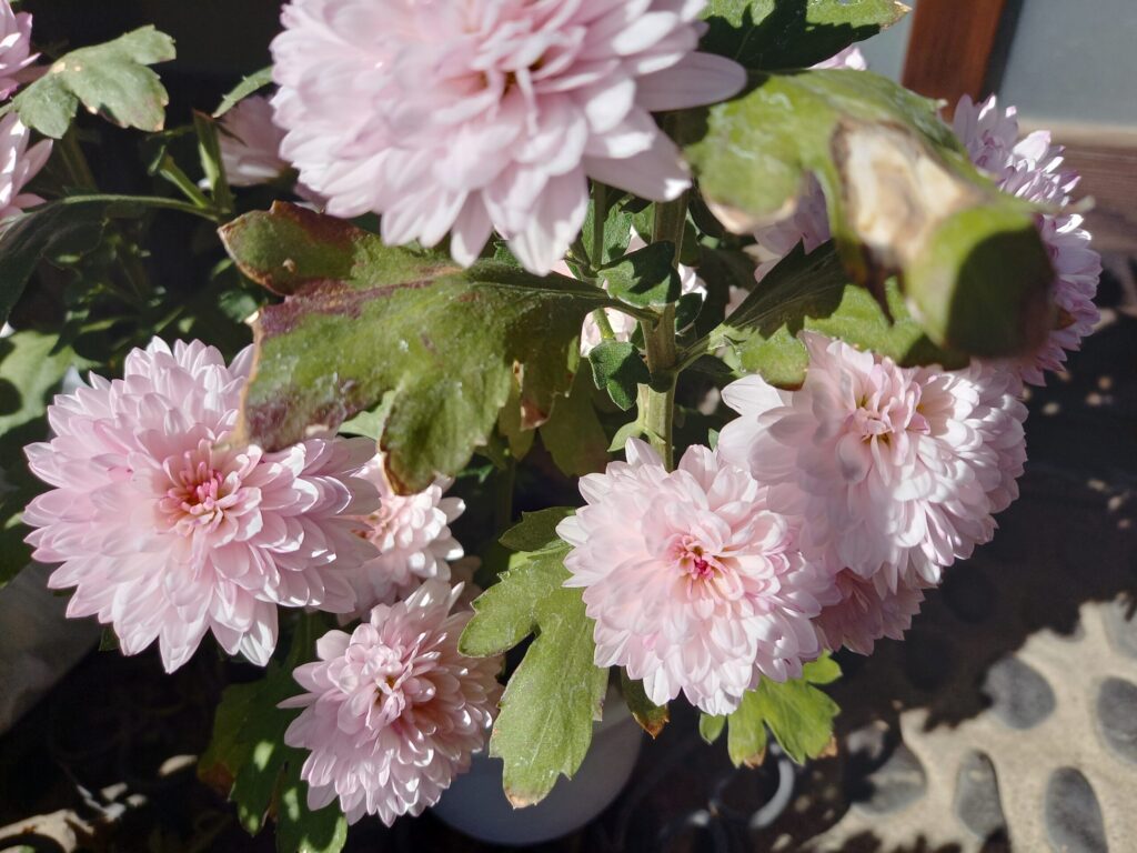 お姉ちゃんといるママは楽しそう、と中学生の次女に言われたら？