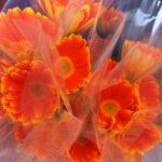 一人暮らしの娘の「実家に戻る」に複雑な母の胸中とは？