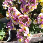 母親を許せないのに、断絶すると不安な娘の心理とは