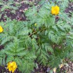 結婚した息子が実家に来なくなった訳とは?