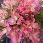 高齢母にたかる妹、不信感の姉はどうすれば？