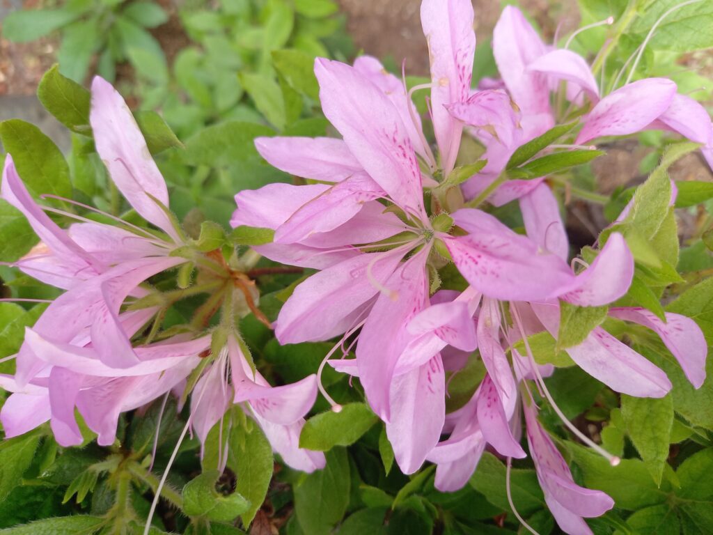 大事にされる長女と甘やかされる三女、強まる次女の疎外感