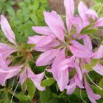 大事にされる長女と甘やかされる三女、強まる次女の疎外感