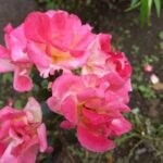 長男優先だった母を、娘は許してくれません